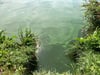 Im Herlazhofer Moorbad blühen bedenkliche Algen