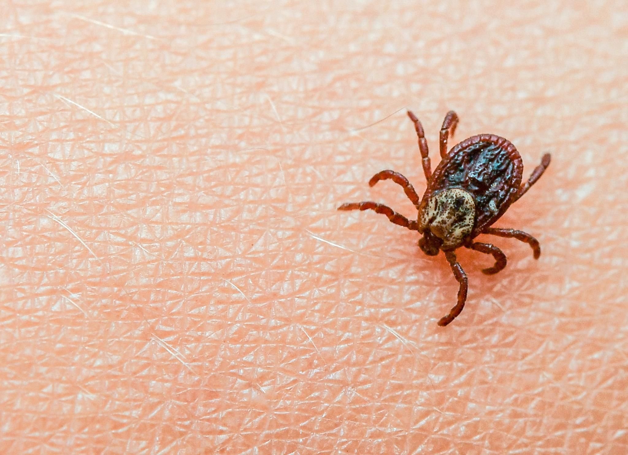 So verbreitet sind FSME und Borreliose durch Zecken am Bodensee