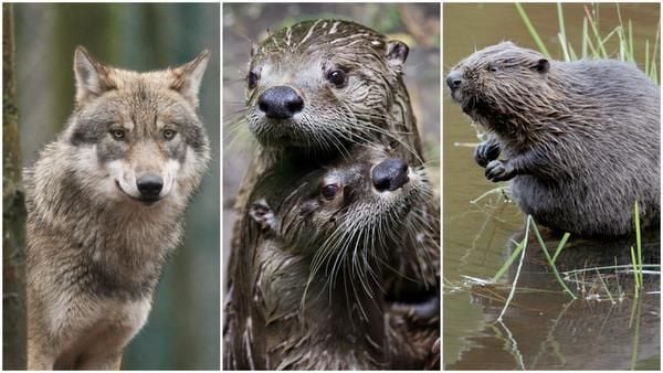 Wolf, Biber und Otter: Abschussregeln in BaWü und Bayern