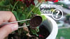 „Schtimmt dees“: Eignet sich Kaffeesatz als Pflanzendünger?