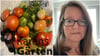 Eigene Tomaten an Weihnachten? Zweite Chance für grünes Gemüse