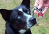 Bodolz erhöht Hundesteuer - Hundefreunde ärgern sich schon im Vorfeld