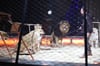 Wildtierverbot für Zirkusse scheitert an rechtlichen Bedenken