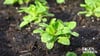 Garten im Herbst: Jetzt noch schnell Salat pflanzen