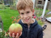 Vincent erntet Superapfel in Omas Garten