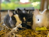 Greifswalder Tierpark verkauft Tiere