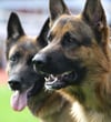 Verwahrloste Schäferhunde aus Zucht befreit