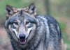Weiteres Wolfsrudel in Vorpommern vermutet