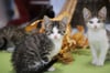 Katzenhaus hat mehr als 150 Tiere aufgenommen