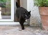 Katzenschutzverordnung: Scherer weist Peta-Kritik zurück