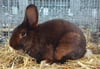 Anklamer Kaninchenzüchter räumen auf Bundesschau in Leipzig ab