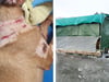 Verwahrloste Hunde von illegalem Hausboot gerettet