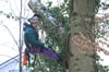 250 Bäume werden im Riedlewald in Friedrichshafen gefällt