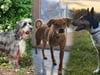 Diese drei freundlichen Hunde suchen ein neues Zuhause