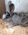 „Es nimmt einfach kein Ende“: Immer mehr Kaninchen werden ausgesetzt