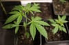 Cannabis-Freigabe nimmt nächste Hürde 