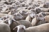Mehr Schafe in Bayern