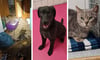 Hund und Katzen aus „Hölle aus Ammoniak und altem Kot“ befreit